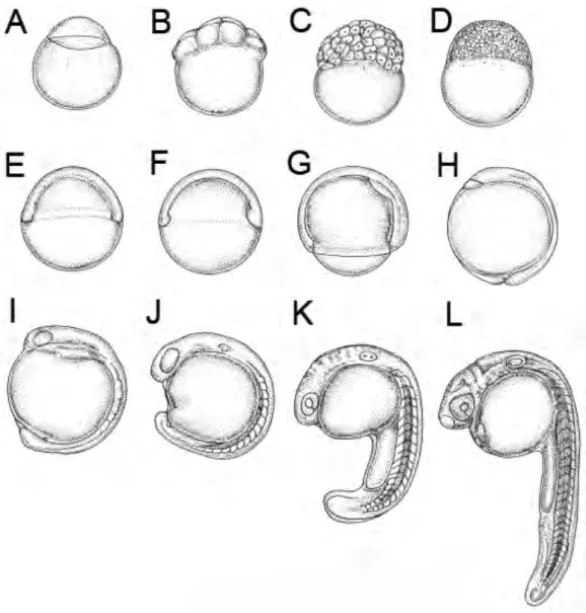 Abb.  1:  Die  ersten  24  hpf  der  Embryonalentwicklung  des  Zebrafisches  (aus  Kimmel  et  al.,  1995)
