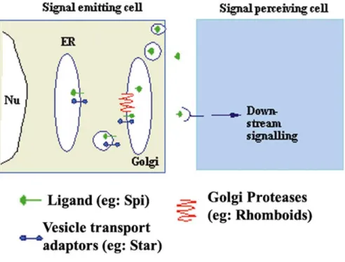 Fig. 7 The Rip pathway of EGF ligand regulation. Star (in blue) functions to ferry the unporocessed  Spi (green) from the ER to the Golgi