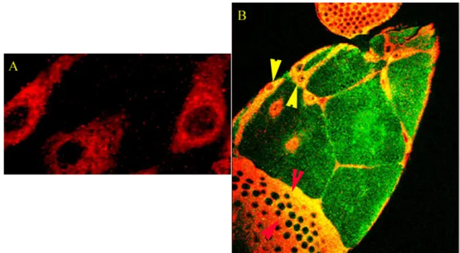 Fig. 10 Distribution of Cni in the follicular epithelium. (A) The distribution of Cni-Myc expressed  with follicular drivers and detected using an anti-Myc polyclonal antibody