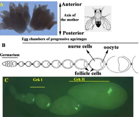 Fig. 2 Drosophila ovary (A) and the organisation of ovarioles which make up the ovary