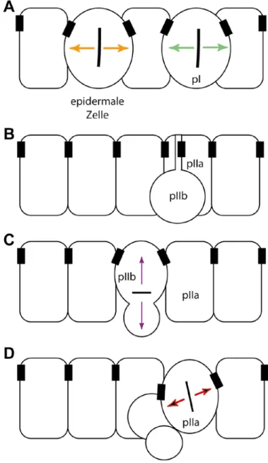 Abb. 1.3.2-1: Spindelrotation in der Zelllinie der sensorischen Borsten von D.melanogaster