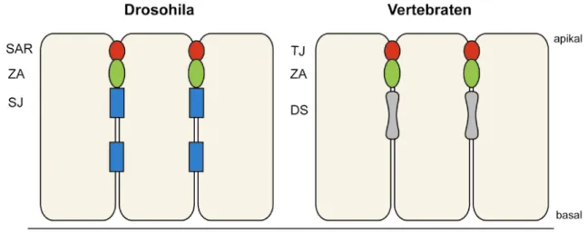 Abb. 1.4.1-1: Lokalisation von Zellkontaktkomplexen. Schematische Gegenüberstellung der  Lokalisation von Zellkontaktkomplexen in Drosophila und Vertebraten