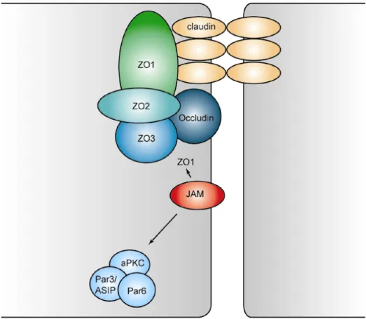 Abb. 1.4.1-3: Zusammensetzung von Tight Junction Komplexen. Neben den Barriere  bildenden Transmembrankomponenten Claudin und Occludin und den cytosolischen  Proteinen ZO1-3, soll besonders auf JAM als Brücke zwischen ZO1 und dem  konservierten Par3/ASIP-a