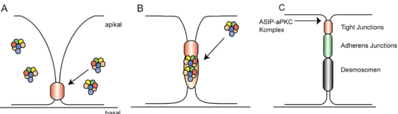 Abb. 1.4.3-1: Abbildung Reifung Junctions: Die Reifung von Zellkontaktkomplexen. 
