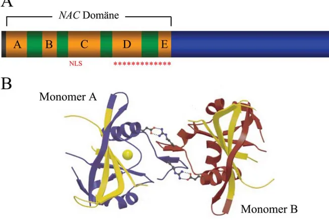 Abb. 2 A: schematisch dargestellt ist die relative Anordnung der unterschiedlichen Domänen innerhalb eines NAC Proteins