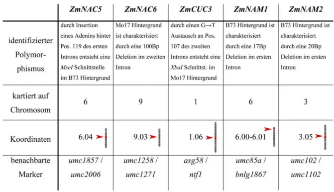 Tabelle 1: mit Ausnahme von ZmNAC4 sind für alle Gene der jeweilig identifizierte Polymorphismus sowie darauf basierend ermittelte Kartierungskoordinaten samt benachbarter Marker angegeben