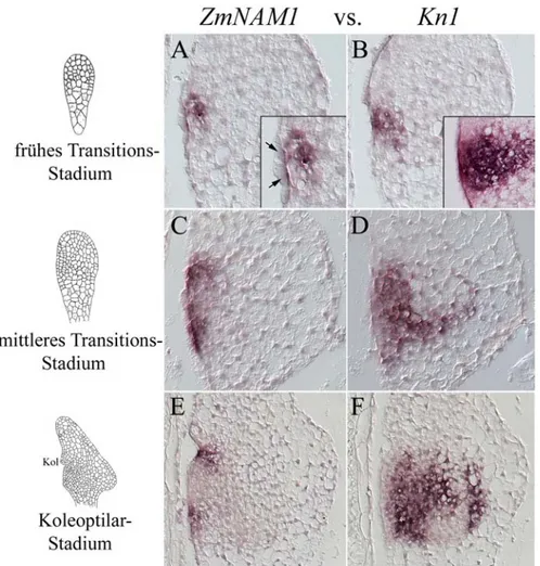 Abb. 9: Vergleichende Gegenüberstellung der Expressionsmuster von ZmNAM1 und Kn1 auf benachbarten longitudinalen Schnitten durch Embryonen früher  Entwicklungsstadien