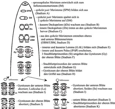 Abb. 11: schematische Übersicht über die einzelnen Stadien der männlichen und weiblichen Infloreszenz- und Blütenentwicklung (nach Cheng et al., 1983)