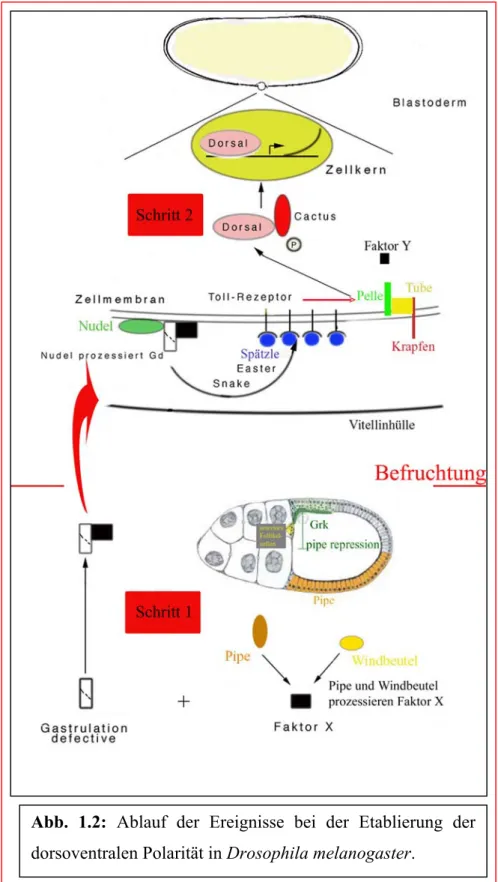 Abb. 1.2: Ablauf der Ereignisse bei der Etablierung der dorsoventralen Polarität in Drosophila melanogaster