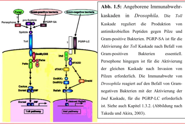 Abb. 1.5: Angeborene Immunabwehr- Immunabwehr-kaskaden in Drosophila.  Die Toll Kaskade reguliert die Produktion von antimikrobiellen Peptiden gegen Pilze und Gram-positive Bakterien