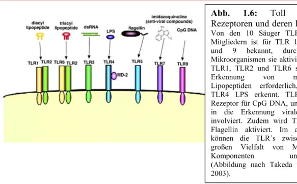 Abb. 1.6: Toll Ähnliche Rezeptoren und deren Liganden.