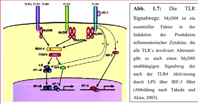 Abb. 1.7: Die TLR Signalwege.  MyD88 ist ein essentieller Faktor in der Induktion der Produktion inflammatorischer Zytokine, die alle TLR`s involviert