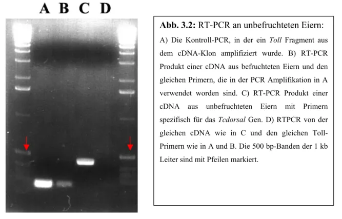 Abb. 3.2: RT-PCR an unbefruchteten Eiern: