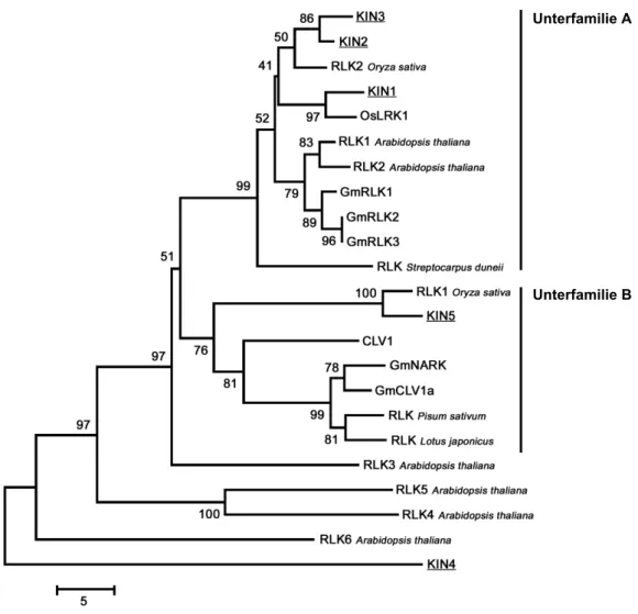 Abb. 7: Phylogenetische Rekonstruktion CLV1-ähnlicher Kinasesequenzen.  Der dargestellte Stammbaum zeigt den nahen Verwandtschaftsgrad zwischen  KIN5 und CLV1, die gemeinsam innerhalb der Unterfamilie B eingeordnet  worden  sind
