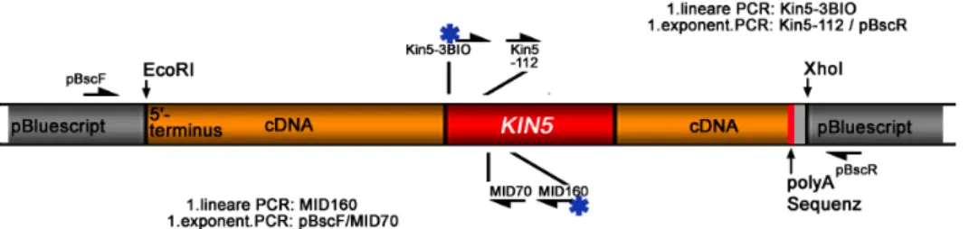 Abb. 8: Schematische Darstellung des in der cDNA Bank repräsentierten  Kin5 spezifischen Klons