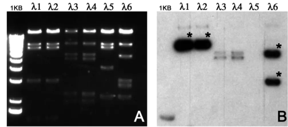 Abb.  9:  Analyse  der  isolierten  Phagenklone. A:  Gelelektophoretische Auftrennung  der  isolierten  Phagen- Phagen-DNA, der zuvor isolierten sechs Phagenklone nach Sal1-Restriktion