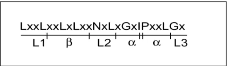 Abb.  12:  Schematische  Darstellung  eines  einzelnen  LRR-Motivs.  Der  Darstellung  kann  die  konservierte Aminosäurefolge  innerhalb  eines  einzelnen  LRR-Motivs,  sowie  die  daraus  resultierende  Anordnung  des b-Faltblatts und der a-Helix entnomm