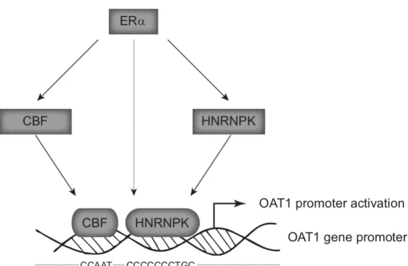 Figure 1 Proposed new mechanism of OAT1 promoter activation 