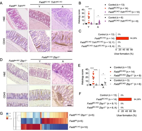 Figure 2. TNFR1 and ZBP1 induce colitis in Fadd IEC-KO  mice 