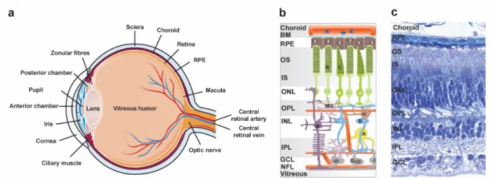 Figure 1: Anatomy of the eye and cross-section of the human retina. a Schematic anatomy of the eye