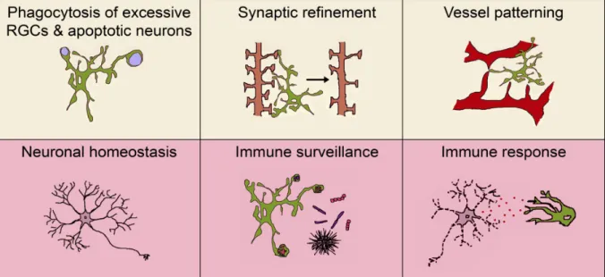 Figure 5: Diverse roles of microglia in the retina. Yellow and red boxes show schematic representation of microglia  roles in the retina during developmental stages and general homeostatic and immune-related functions, respectively