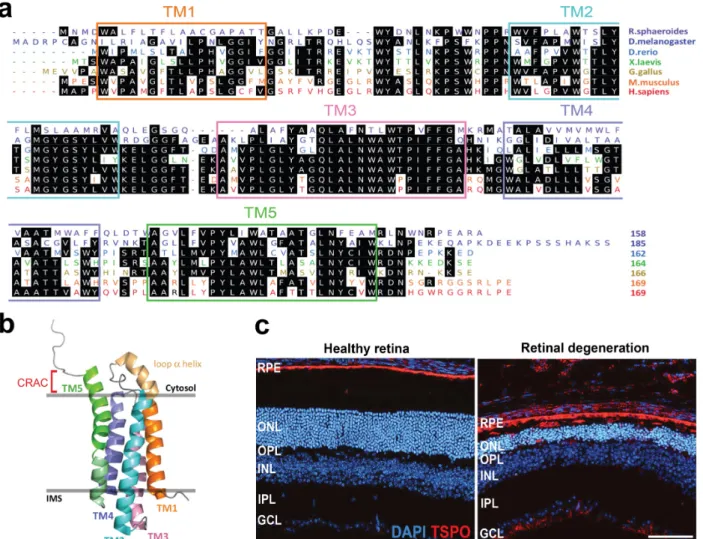 Figure 9: TSPO structure and retinal expression. a TSPO protein sequence homology. TSPO sequence comparisons  showing relatively conserved consensus sequences (black shaded) in various model organisms