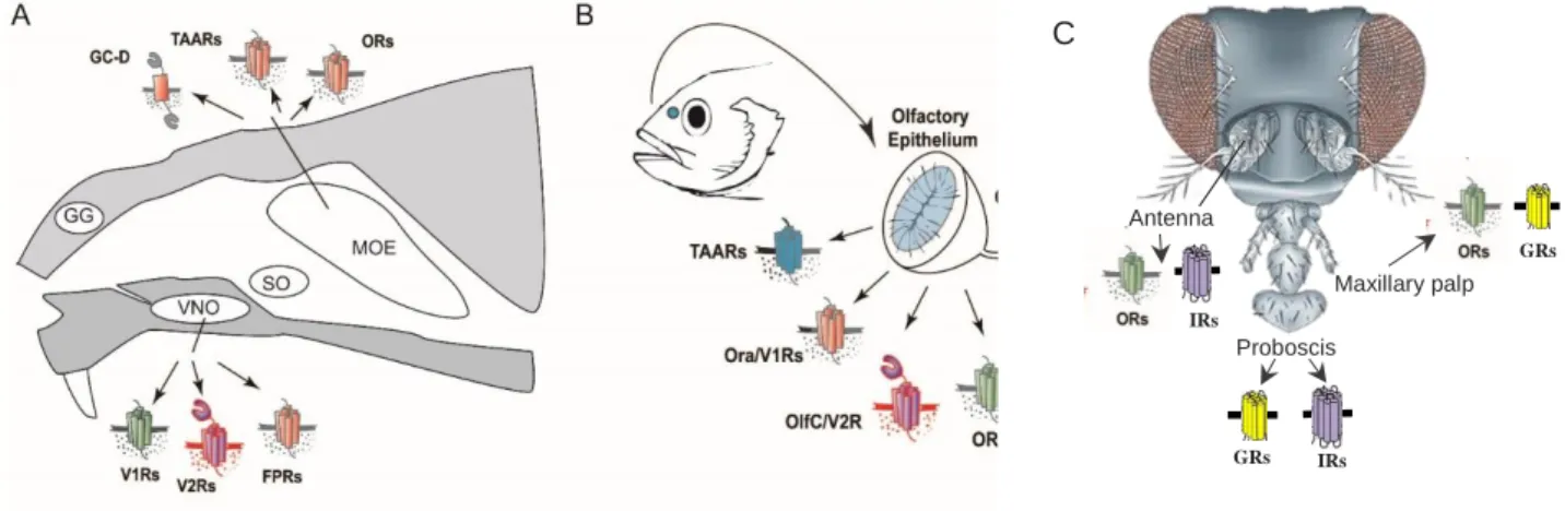 Figure 1:  Schematic diagram  of  olfactory systems in moue, zebrafish and drosophila  (A):  Main  olfactory  epithelium  (MOE)  showing  TAARs,  Guanylyl  cyclase-D  and  ORs  receptors,  Grueneberg  ganglion  (GG),  vomeronasal  organ  (VNO)  expressing 