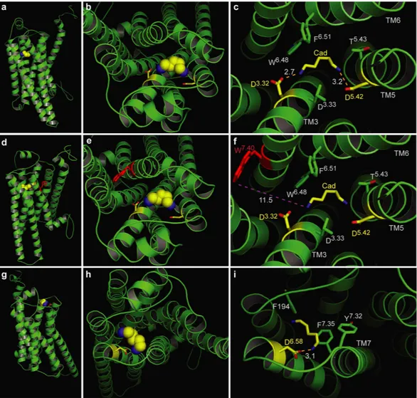 Figure 2.  Two binding sites for cadaverine predicted by docking to wildtype TAAR13c. TAAR13c structure  (green) is shown with cadaverine (cad; yellow, backbone; blue, amino groups) and coordinating aspartate  residues (yellow, backbone; red, carboxyl grou