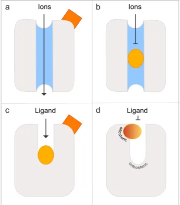 Figure 1.  Schematic illustration of allosteric and orthosteric sites in ligand-gated ion channels and GPCRs