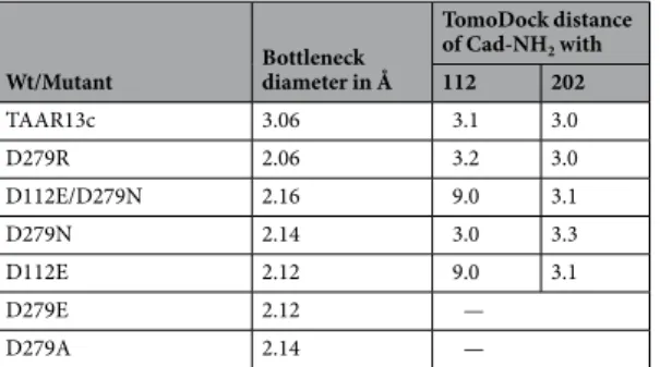 Table 1.  Bottleneck diameter and contact distances for cadaverine amino groups with D112 3.32  and D202 5.42  for  mutant and wildtype TAAR13c predicted by TomoDock.