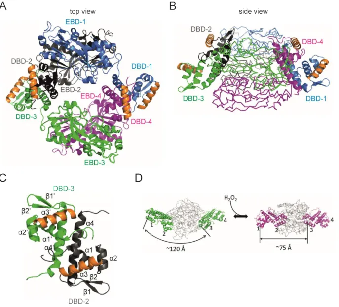 Figure 2: Predicted tetrameric structure of LeuO. 