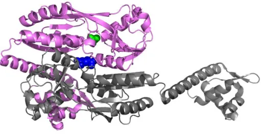 Figure 3: The binding of effectors to different sites of the LTTR NdhR. 