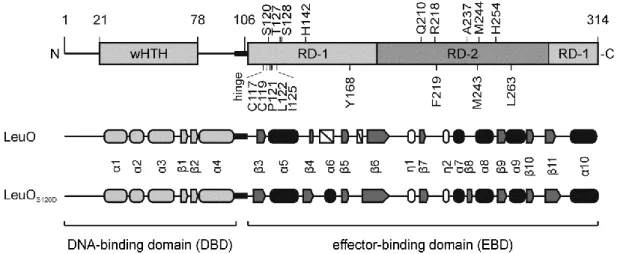 Figure 6: Domain architecture and secondary structure elements of LeuO and LeuO-S120D