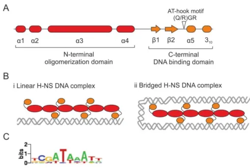 Figure  1:  Domain  organization  and  binding  modes  of  H-NS.  (A)  Schematic  illustration  of  structural  components  and  domain  organization  of  H-NS  protein