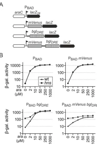Figure 12: Transcription from upstream P BAD  promoter decreases H-NS repression of bgl DRE 