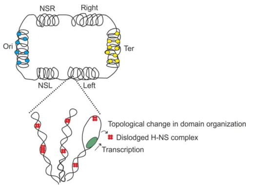 Figure 22: Transcription caused H-NS de-repression may involve in microdomain remodelling