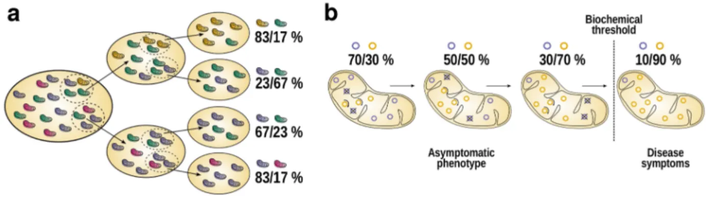 Figure 2.2. Vegetative segregation and relaxed replication. As a mitochondrion harbors thousands of mtDNA molecules, it is likely that some of them harbor variants