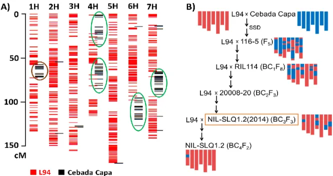 Figure 4. RNA-seq derived introgression pattern and pedigree of NIL-SLQ1.2 sequenced in 2014