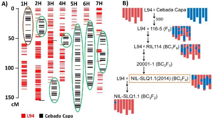Figure 5. RNA-seq derived introgression pattern and pedigree of NIL-SLQ1.1 sequenced in 2014