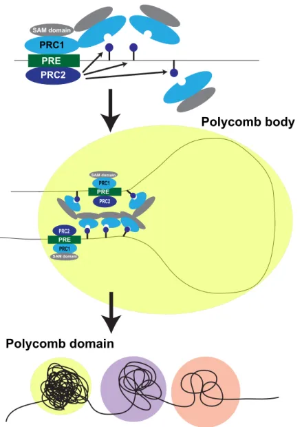 Figure  1.5:  Proposed  model  for   Polyhomeotic  (PH)  SAM  domains  in  the  formation of Polycomb bodies
