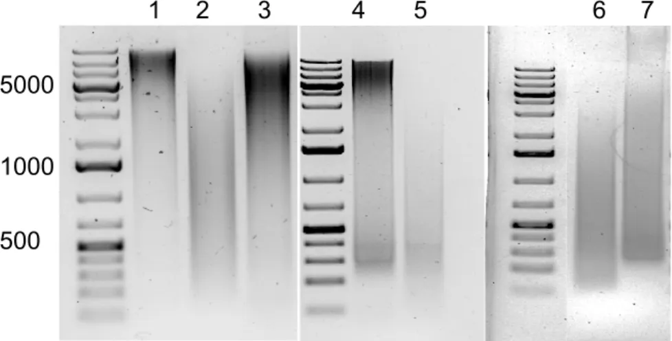 Figure 3.1: Analysis of digestion and ligation of the 4C protocol. A, 1,5% agarose  electrophoresis gel