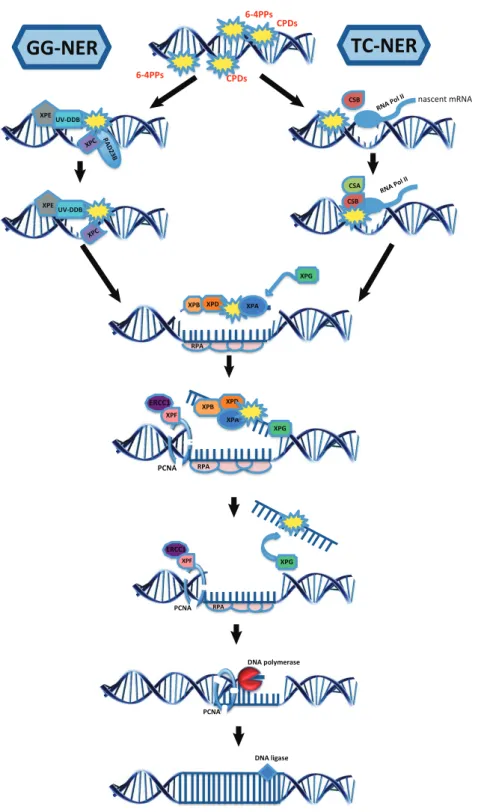 Figure 1.2: Nucleotide excision repair sub-pathways. GG-NER recognizes DNA lesions while scanning the whole genome, while TC-NER initiates repair when RNA polymerase II stalls at a lesion