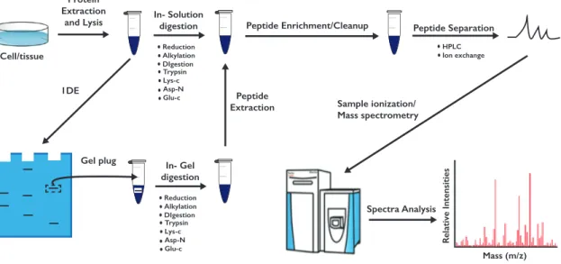 Figure 1.7: Mass-spectrometry experimental procedure. Sample preparation involves a first step of lysis, fol- fol-lowed by protein or peptide enrichment, sample clean-up and protein digestion.