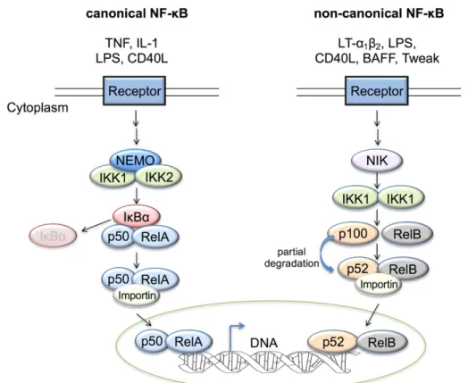 Figure 3. Canonical and non-canonical pathways of NF-κB activation   (adapted from Horie and Umezawa 2012) 