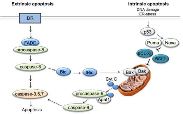 Figure 9. The extrinsic and intrinsic apoptotic pathways  