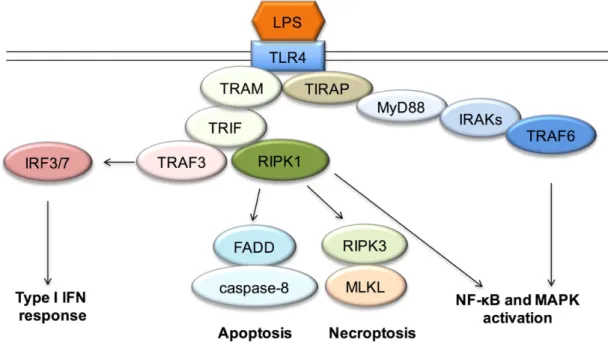 Figure 11. LPS-mediated TLR4 signaling activation  