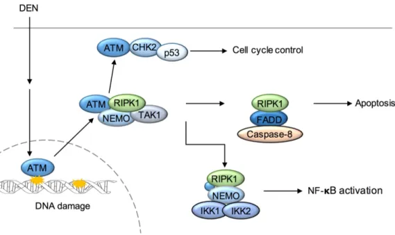 Figure 12. DEN-induced DNA-damage response  