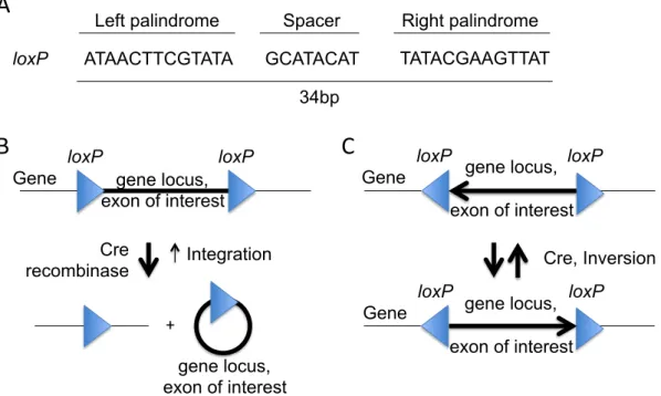 Figure 13. Cre/LoxP-mediated conditional gene targeting  