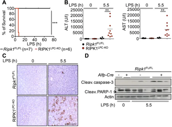 Figure 16. LPC-specific ablation of RIPK1 sensitized mice to LPS-induced liver injury  Graphs depicting survival (A) and ALT and AST levels (B) of 9-week-old non-injected or  LPS-injected  Ripk1 FL/FL   and  RIPK1 LPC-KO   mice  (***P&lt;0.005  for  A,  **