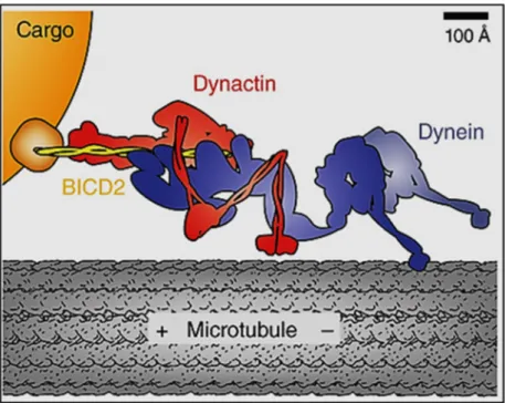 Figure 1. Cartoon of dynein-dynactin-BICD2 complex.